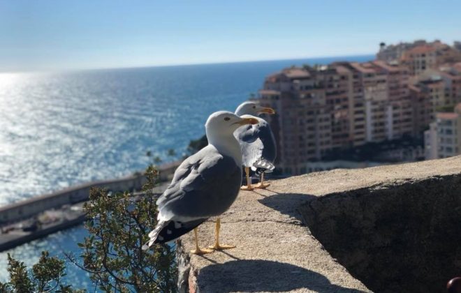 28280050_1814823095235200_1971161809647308710_n